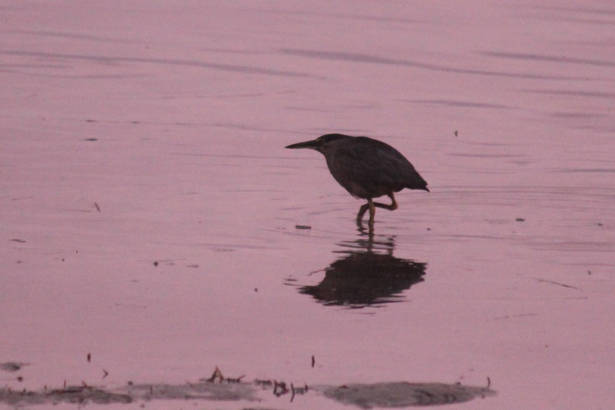 Striated Heron - ML84287051