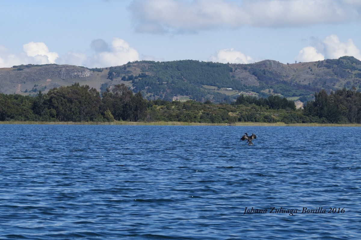 Neotropic Cormorant - ML84289271