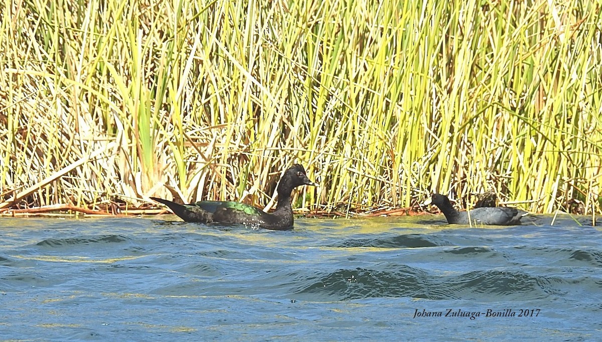 Muscovy Duck - ML84290331