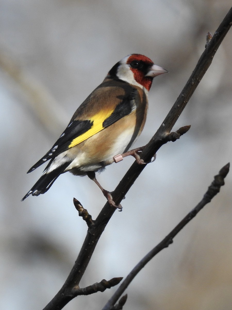 European Goldfinch - Andy Stocker