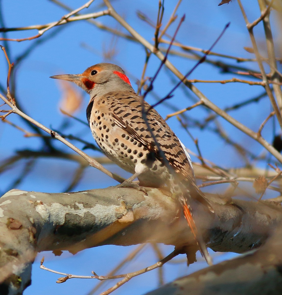 Northern Flicker (Yellow-shafted x Red-shafted) - ML84292121