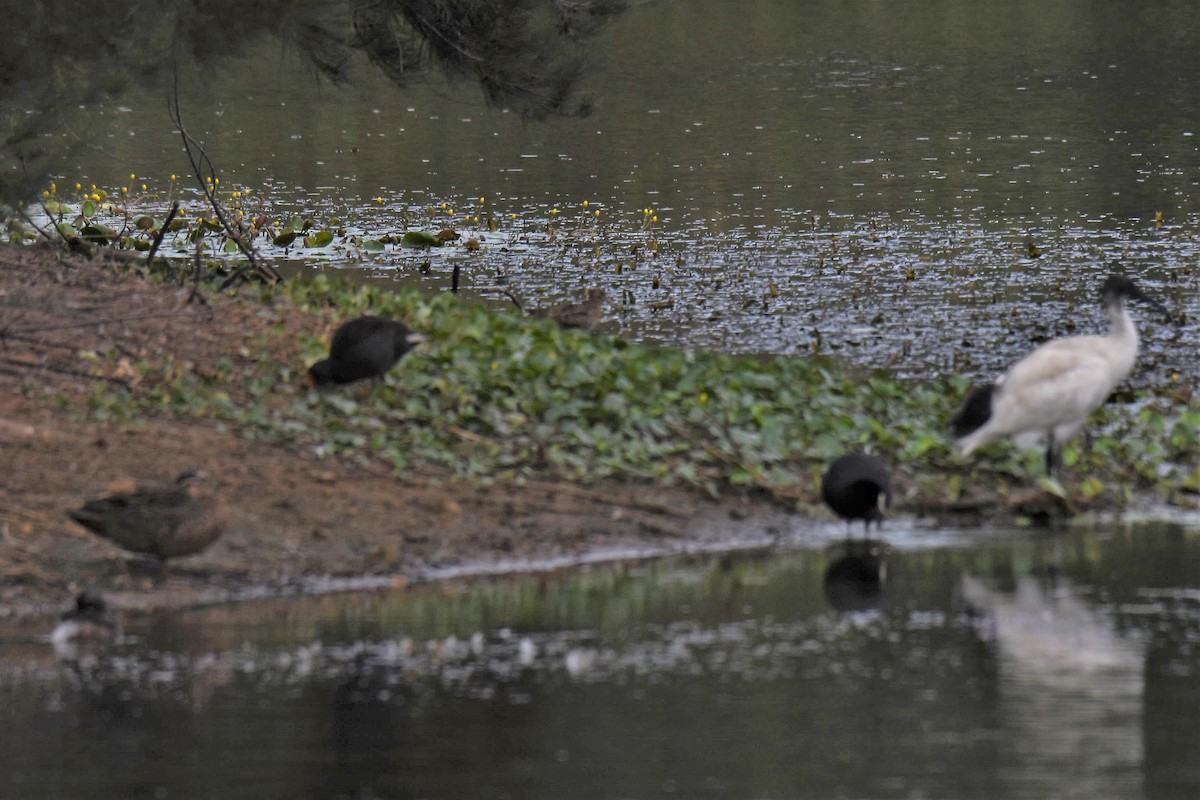 Latham's Snipe - ML84292531