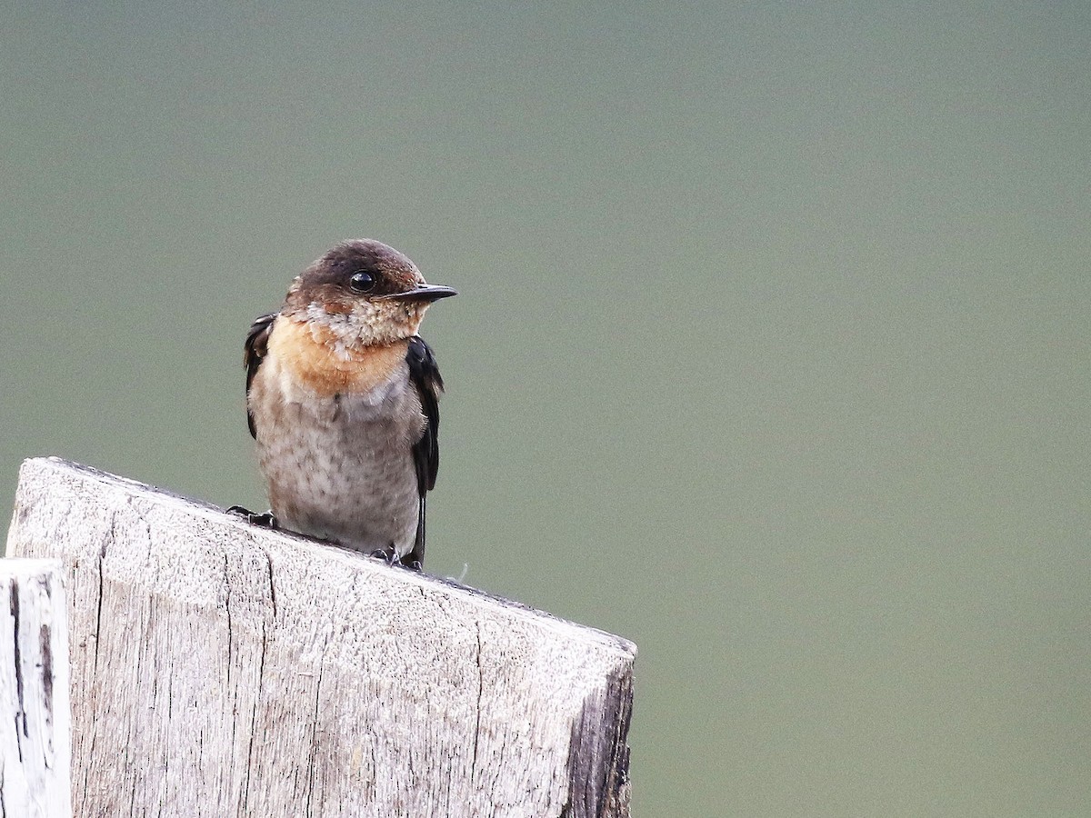 Pacific Swallow - Paul Farrell