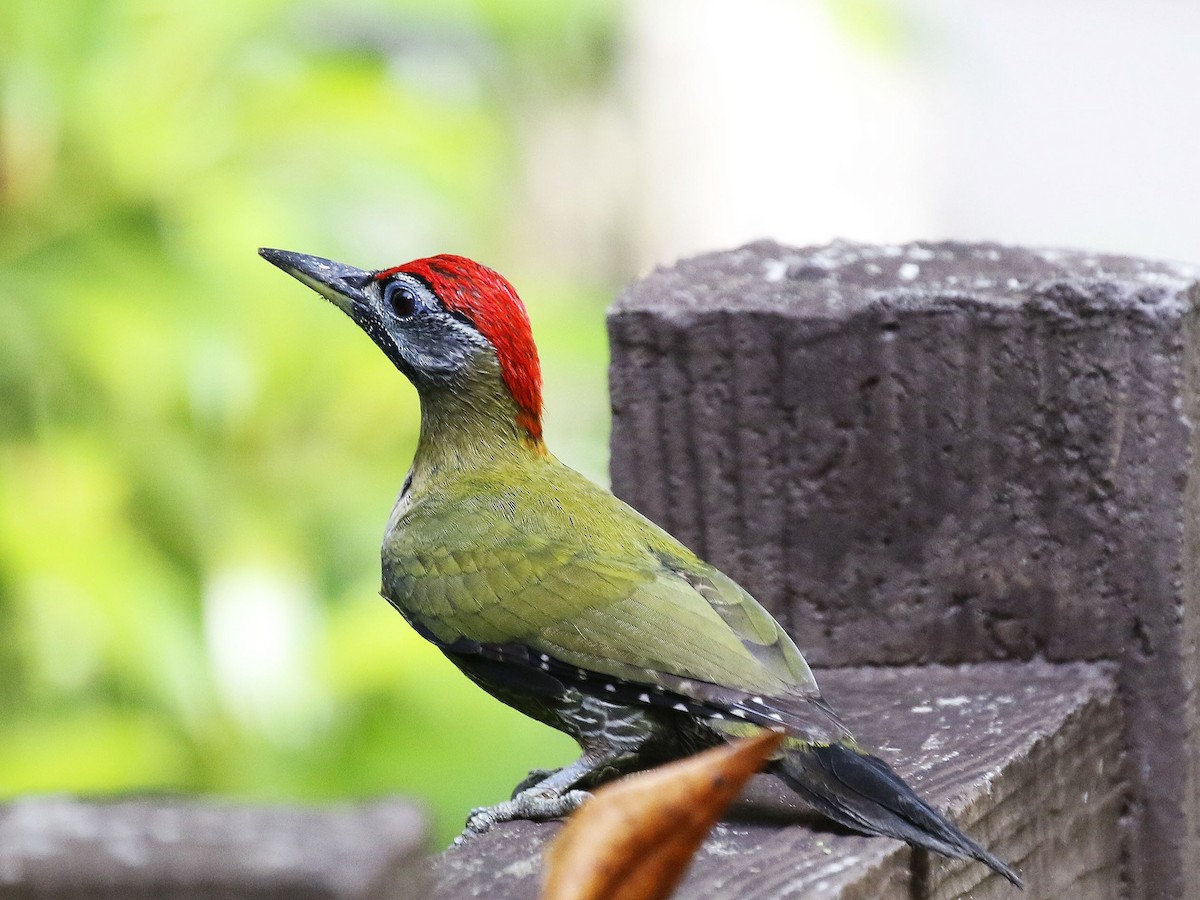 Streak-breasted Woodpecker - ML84292951