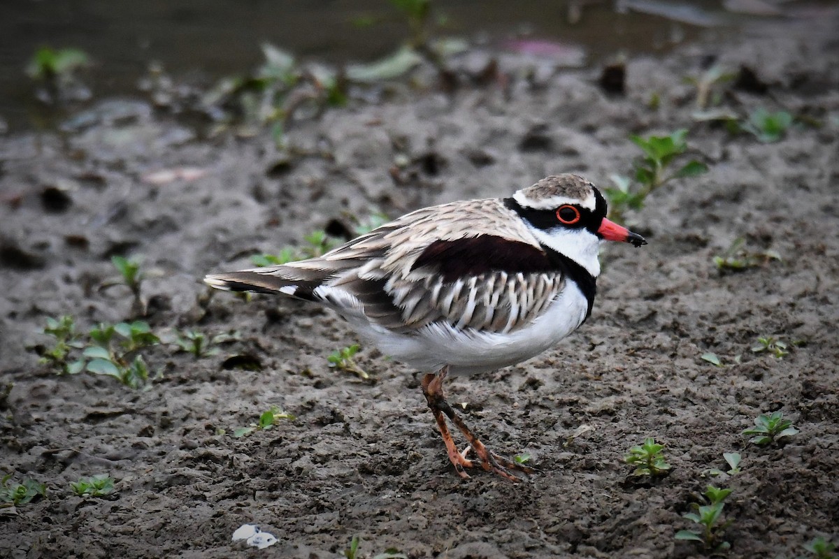Black-fronted Dotterel - Chris Munson