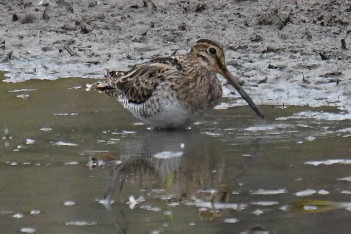 Latham's Snipe - ML84293211