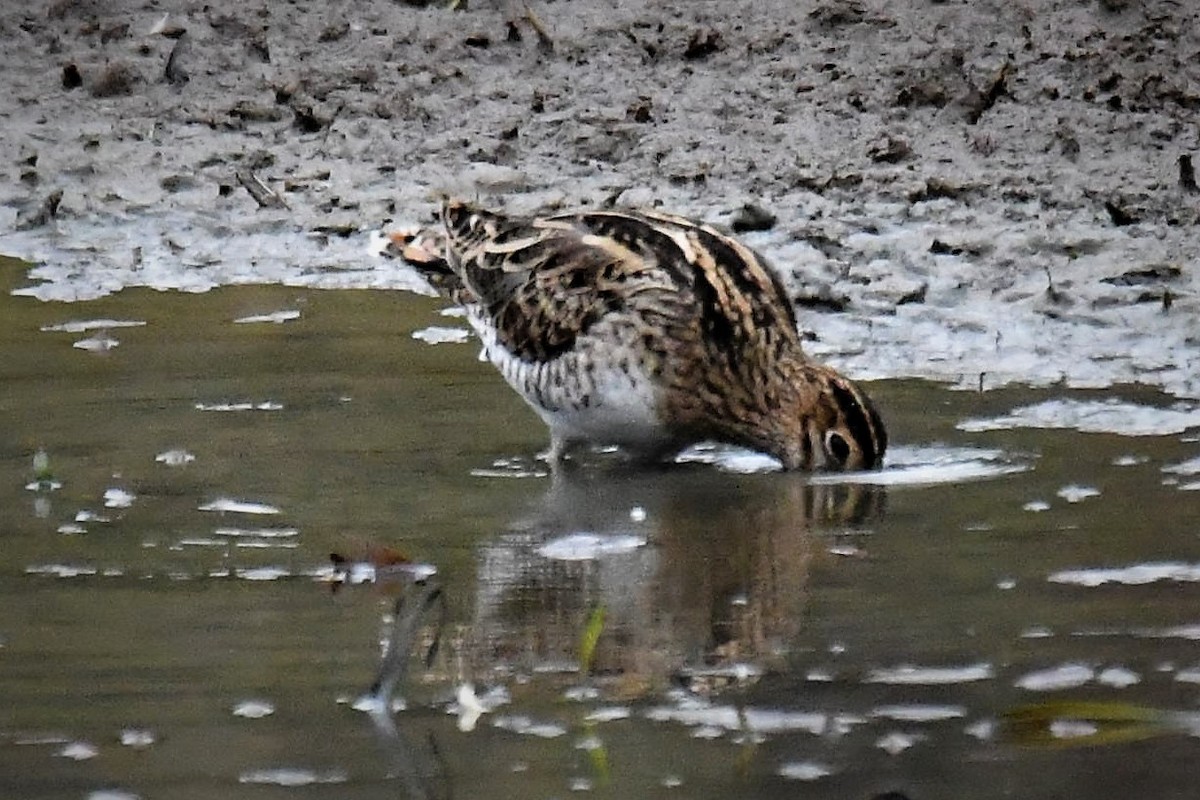 Latham's Snipe - ML84293231