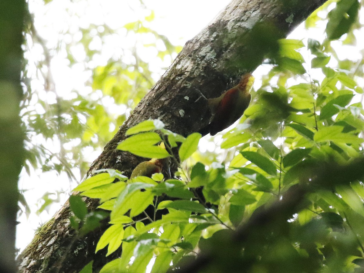 Checker-throated Woodpecker - ML84294801