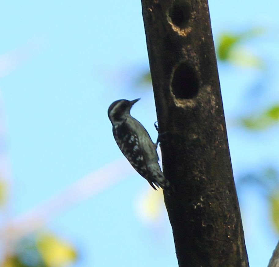 Brown-capped Pygmy Woodpecker - ML84294831