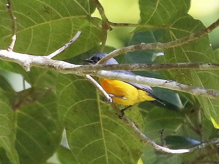 Orange-bellied Flowerpecker - ML84294841