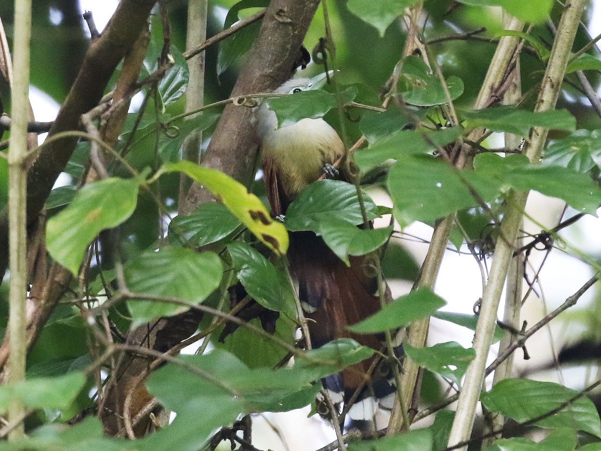 Raffles's Malkoha - ML84294911