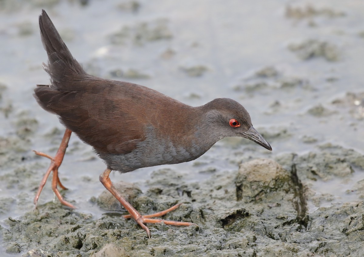 Spotless Crake - Michael Rutkowski