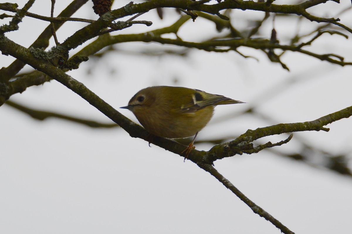 Goldcrest - James Taylor
