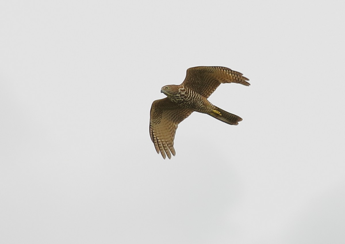 Collared Sparrowhawk - ML84297191