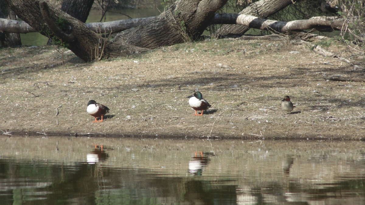 Northern Shoveler - ML84297261