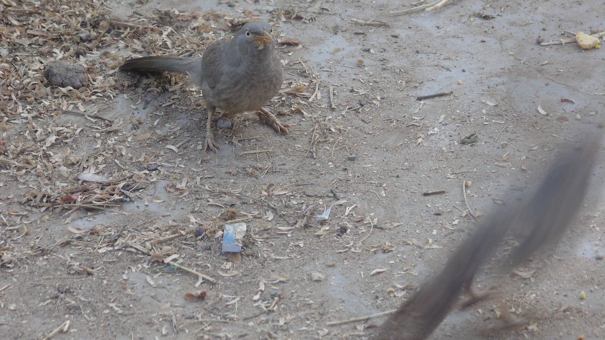 Jungle Babbler - ML84297271