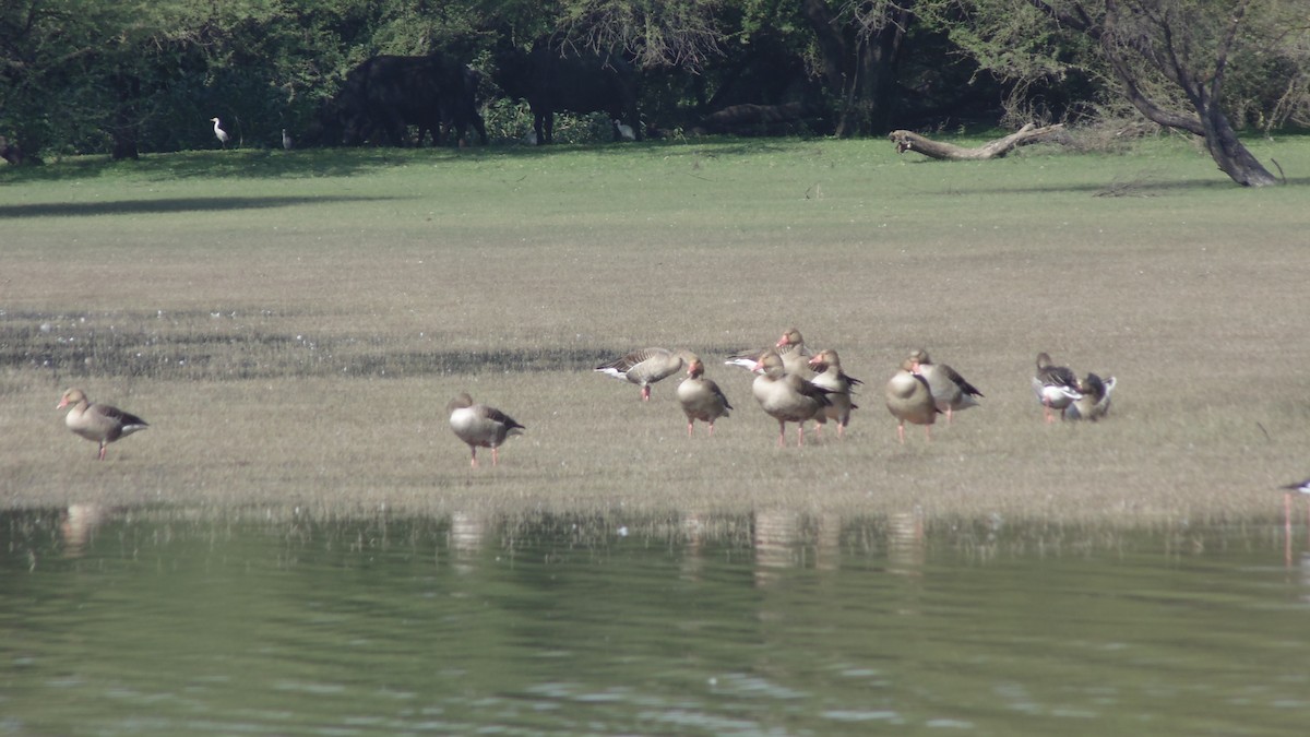 Graylag Goose - ML84297521