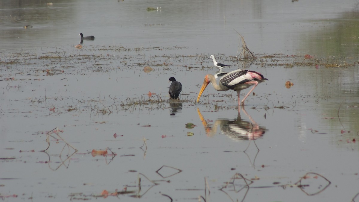 Painted Stork - ML84298161