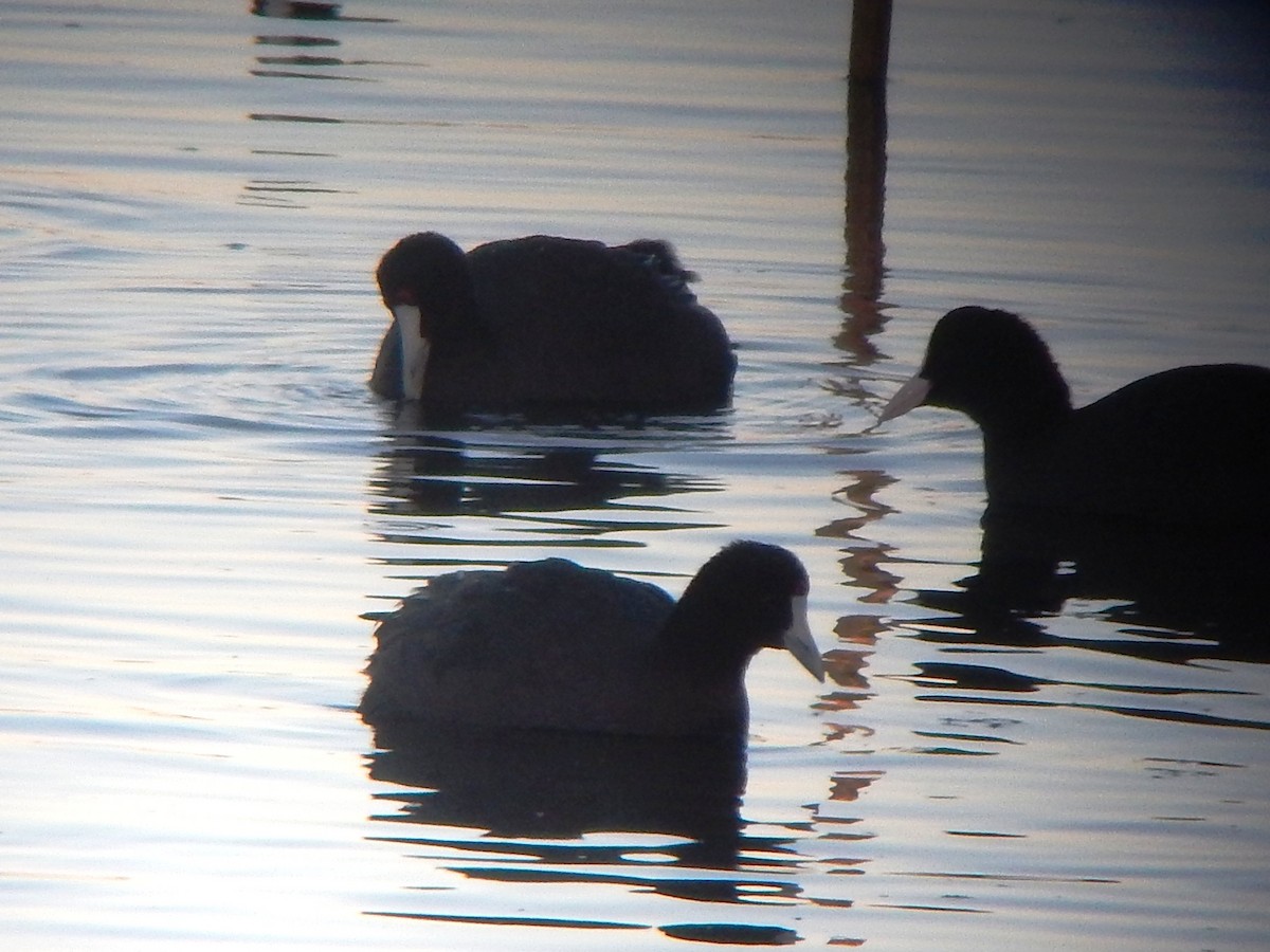 Red-knobbed Coot - Camilo  Carneiro