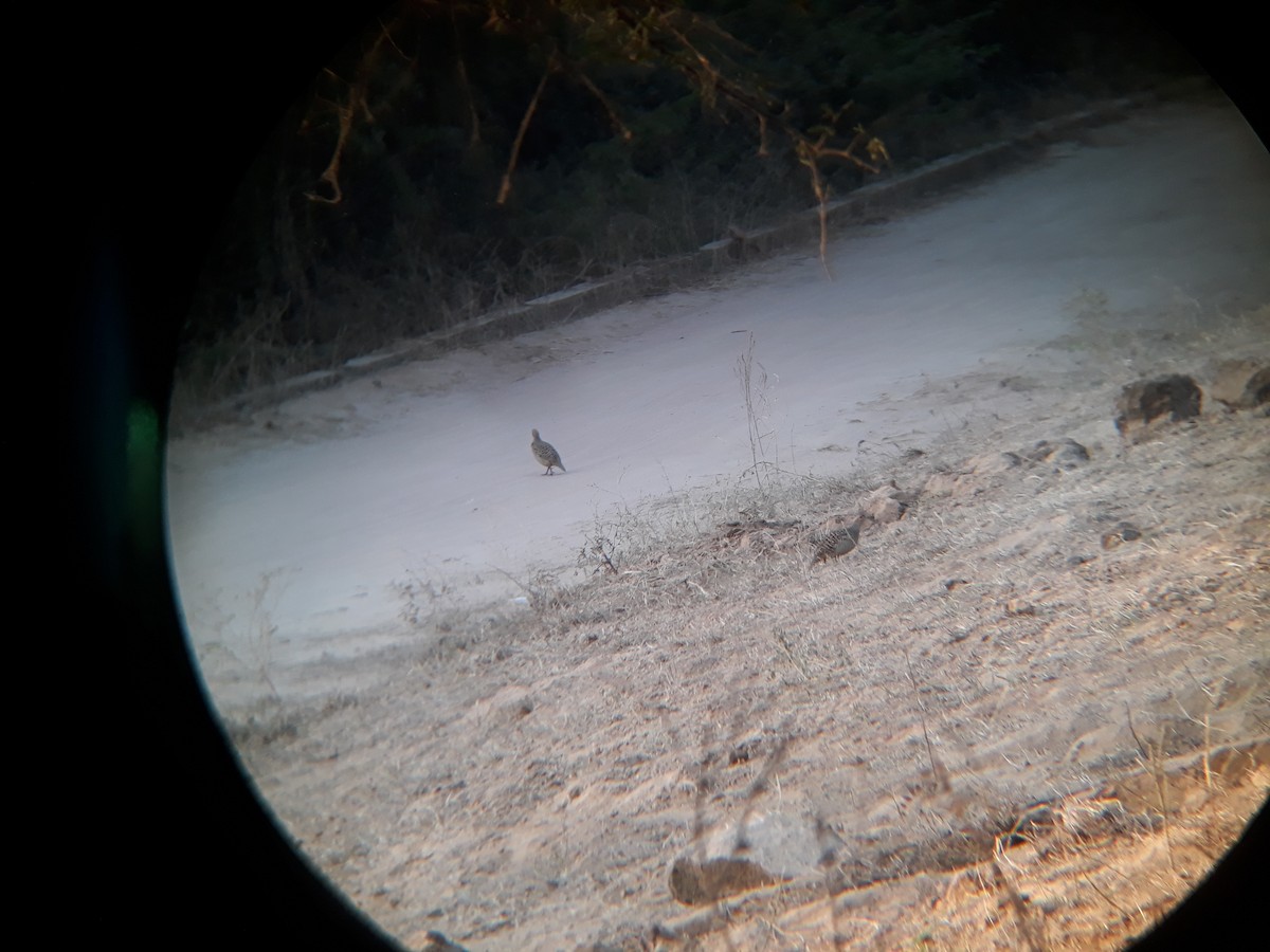 Gray Francolin - ML84298821