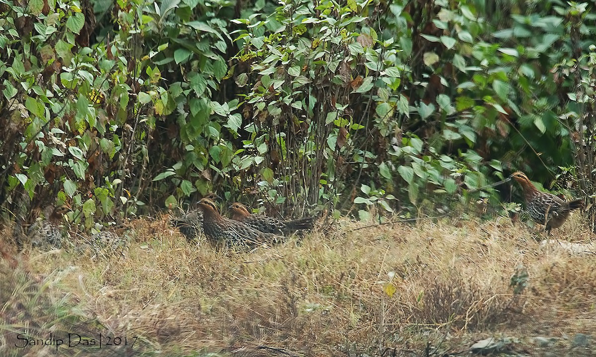 Mountain Bamboo-Partridge - Sandip Das