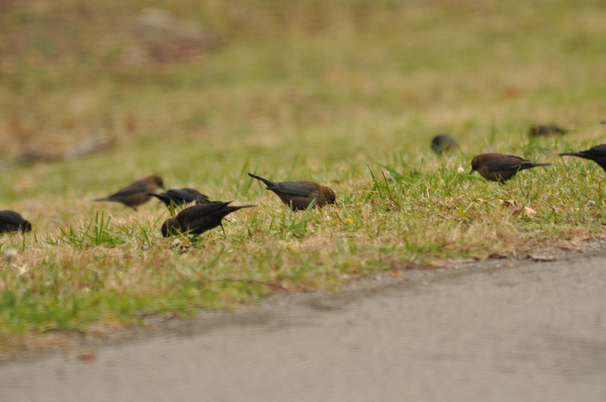 Rusty Blackbird - ML84300971