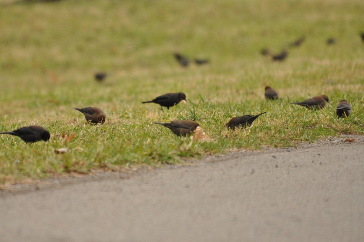 Rusty Blackbird - ML84300981