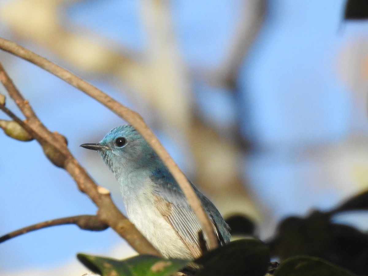 Pale Blue Flycatcher - Troy Case