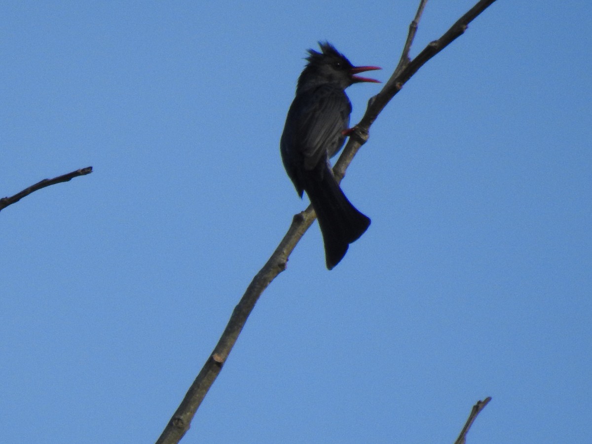 Bulbul Negro - ML84301371