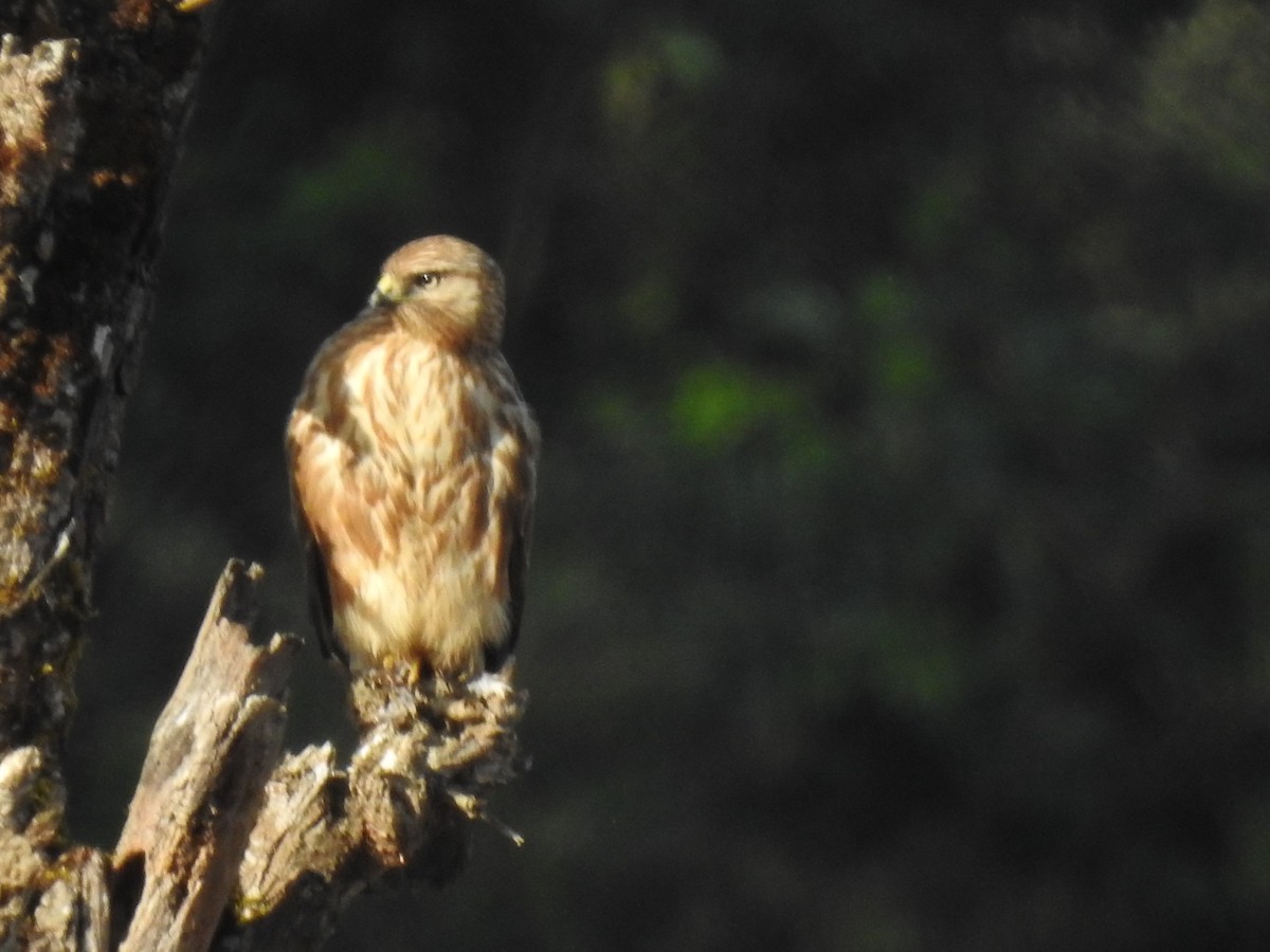 Buteo sp. - Troy Case