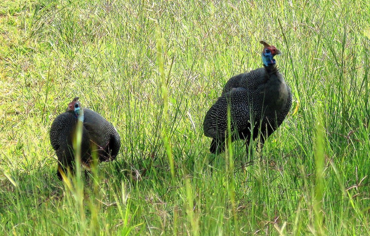 Helmeted Guineafowl - Zlatan Celebic