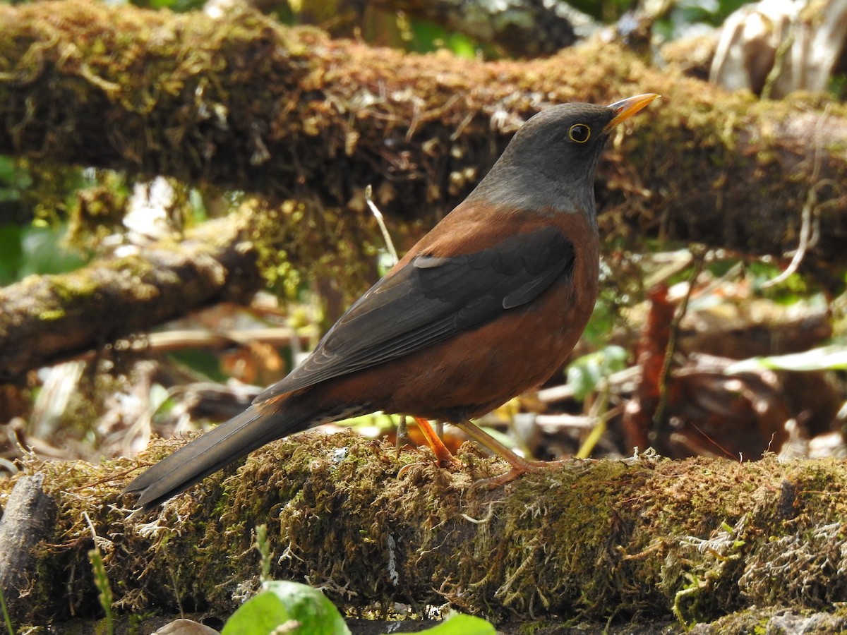 Chestnut Thrush - Troy Case