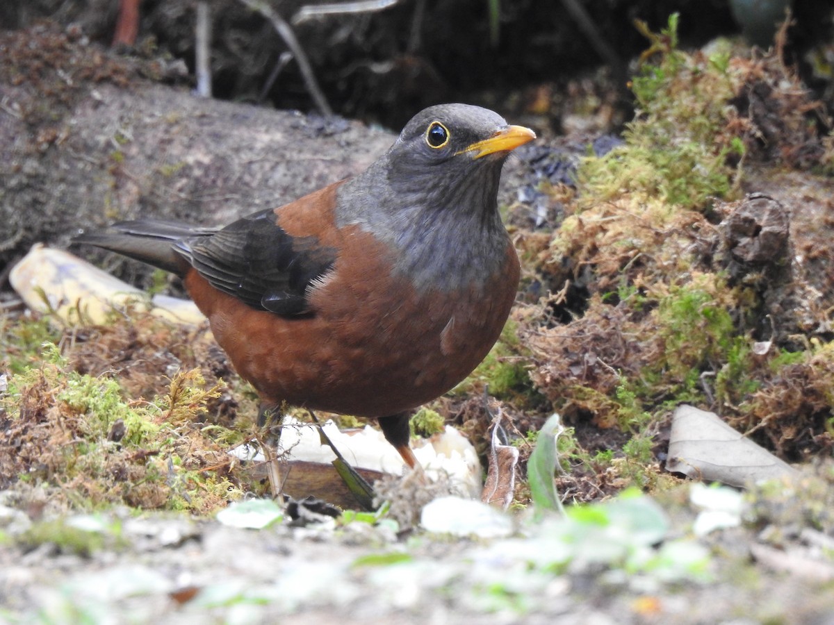 Chestnut Thrush - ML84302101