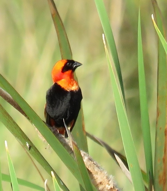 Southern Red Bishop - ML84302261