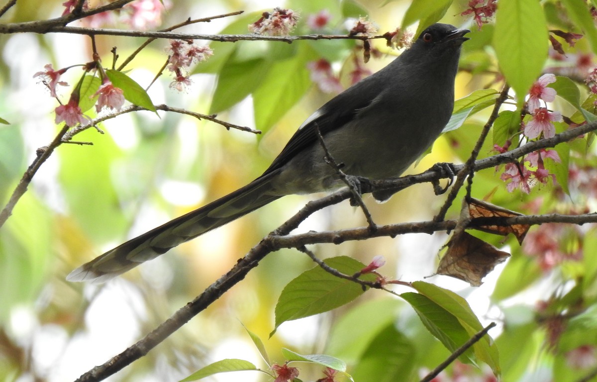 Long-tailed Sibia - Troy Case