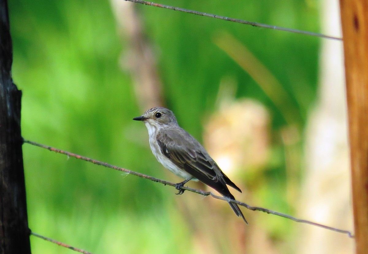 Spotted Flycatcher - ML84302431