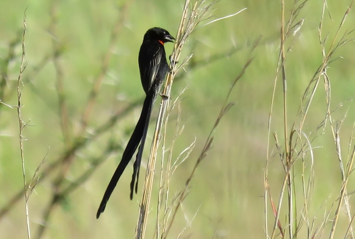 Red-collared Widowbird - ML84302761