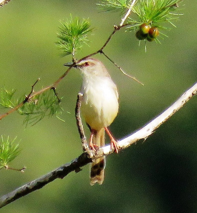 Prinia modeste - ML84302811