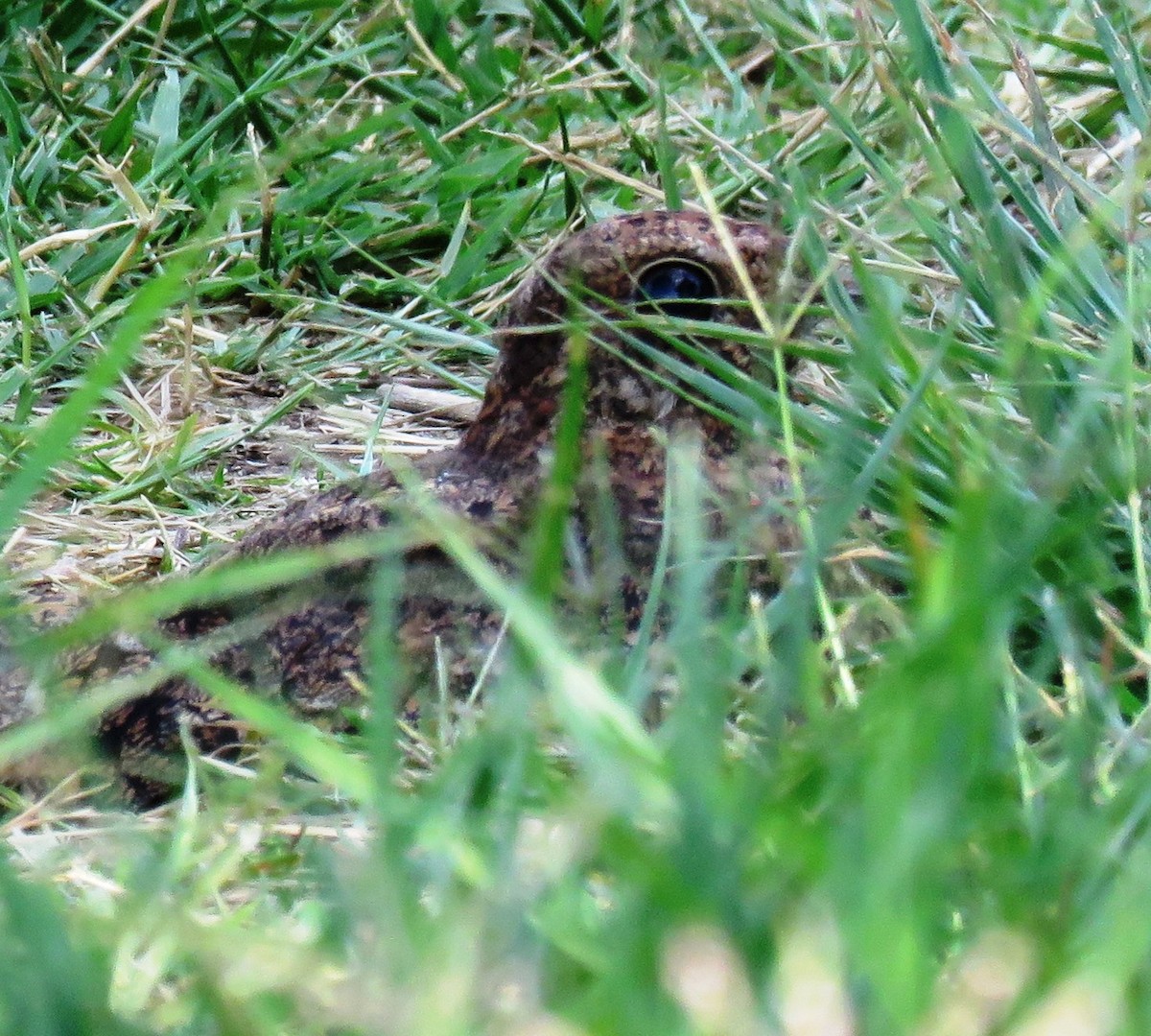 Pennant-winged Nightjar - ML84302891