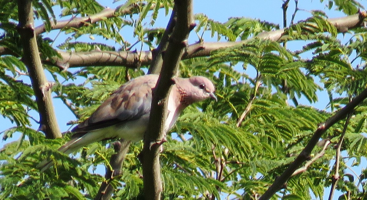 Laughing Dove - ML84303071