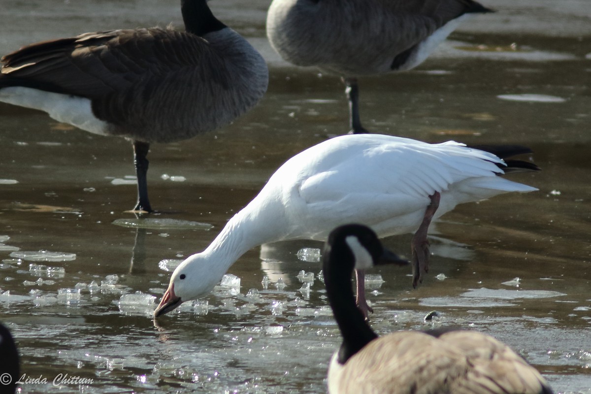 Snow Goose - ML84308471