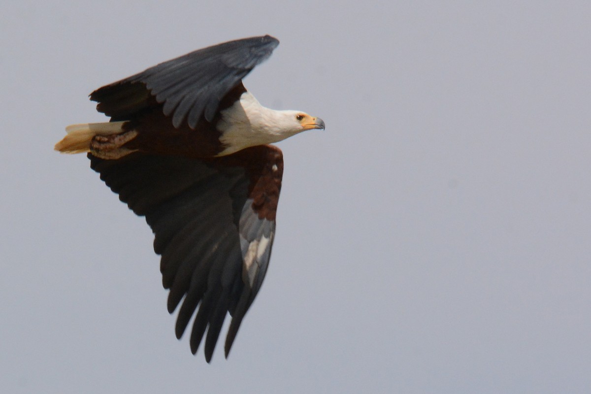 African Fish-Eagle - ML84308981