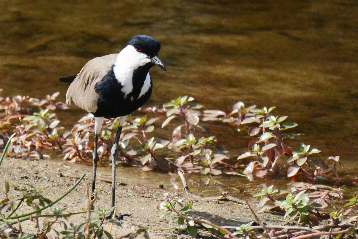 Spur-winged Lapwing - ML84309371