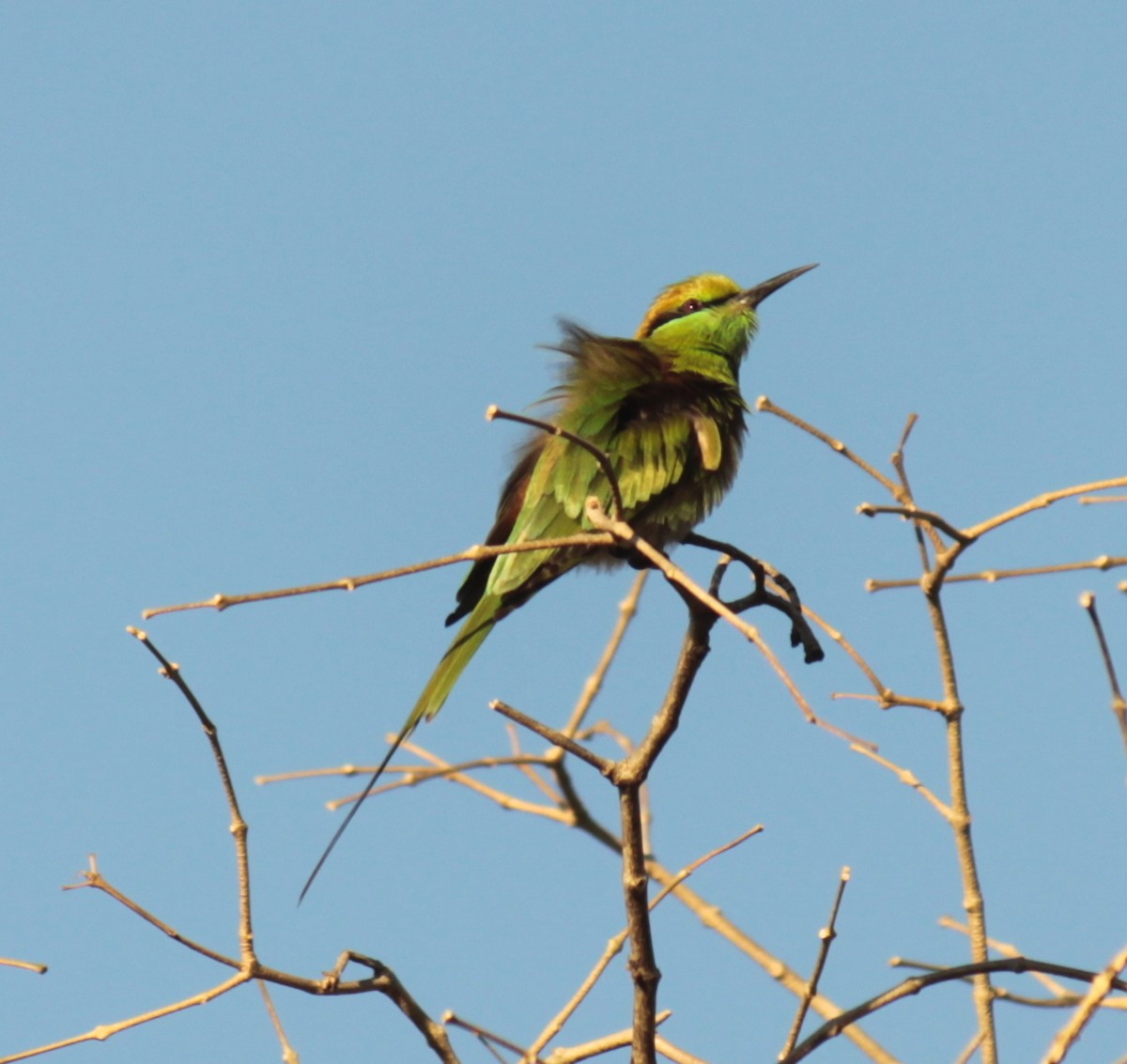 Asian Green Bee-eater - ML84310981
