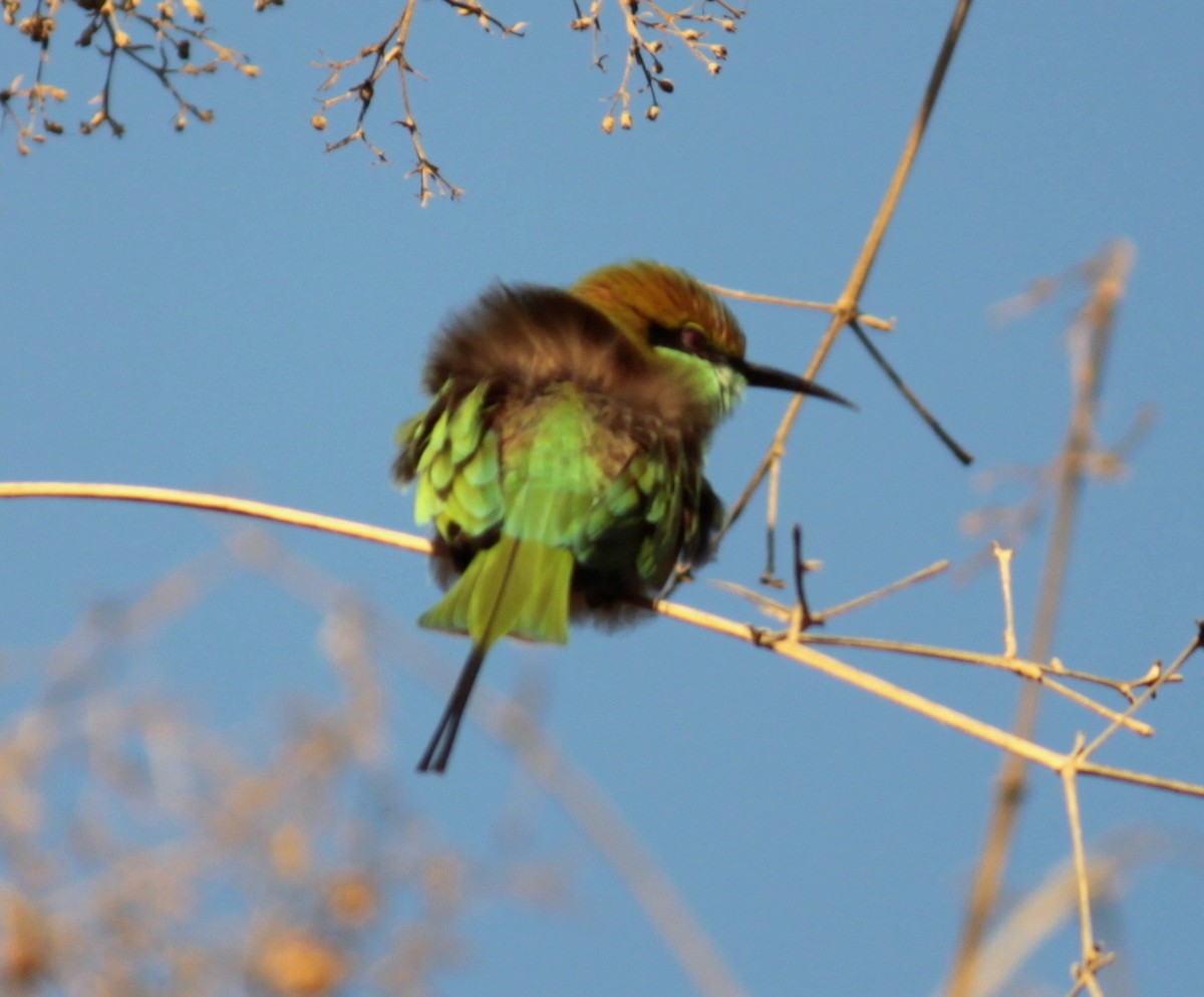 bee-eater sp. - ML84311251