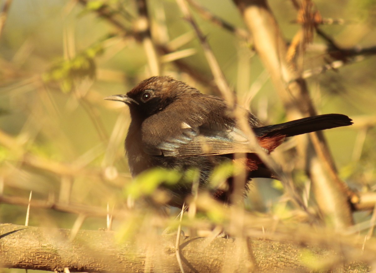 Indian Robin - ML84311381