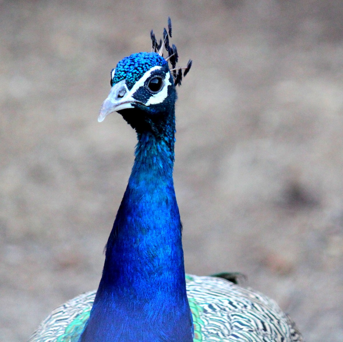 Indian Peafowl - ML84311491