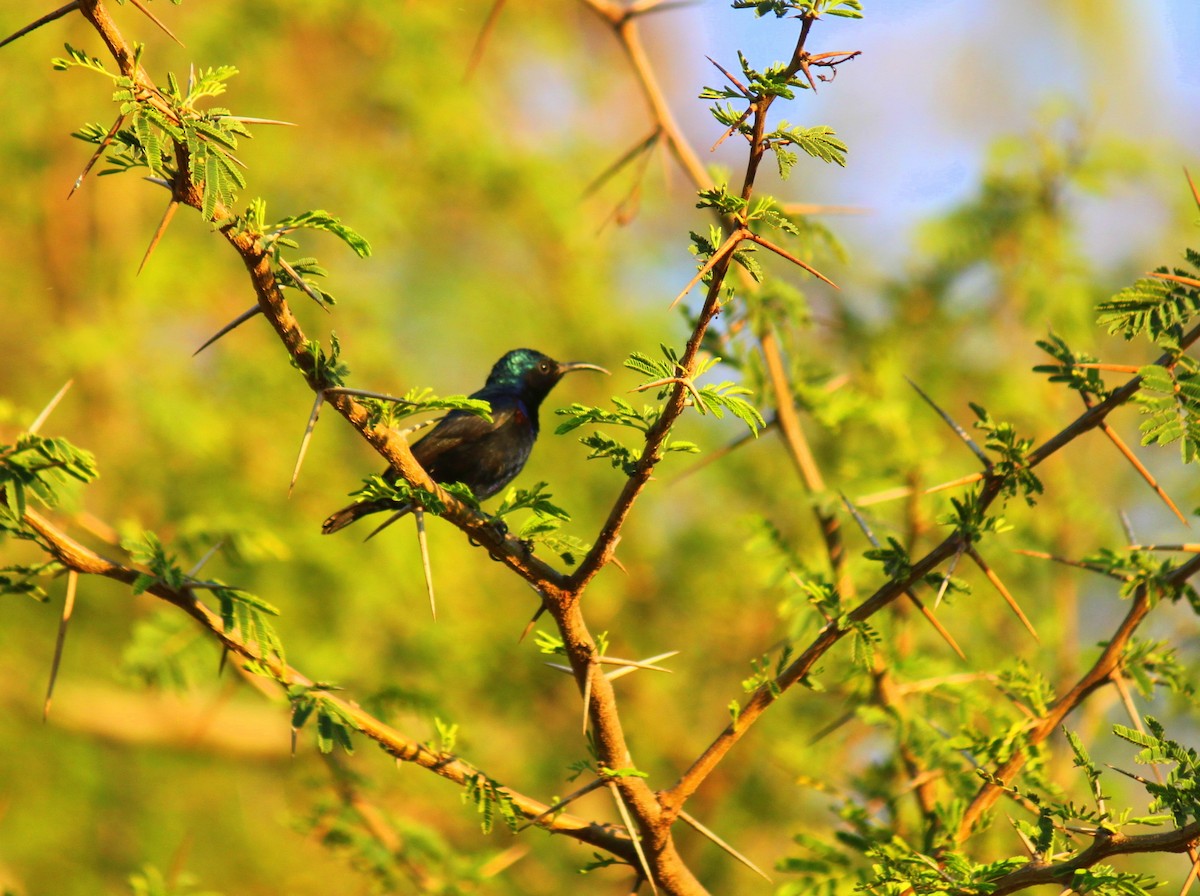Purple Sunbird - ML84311701
