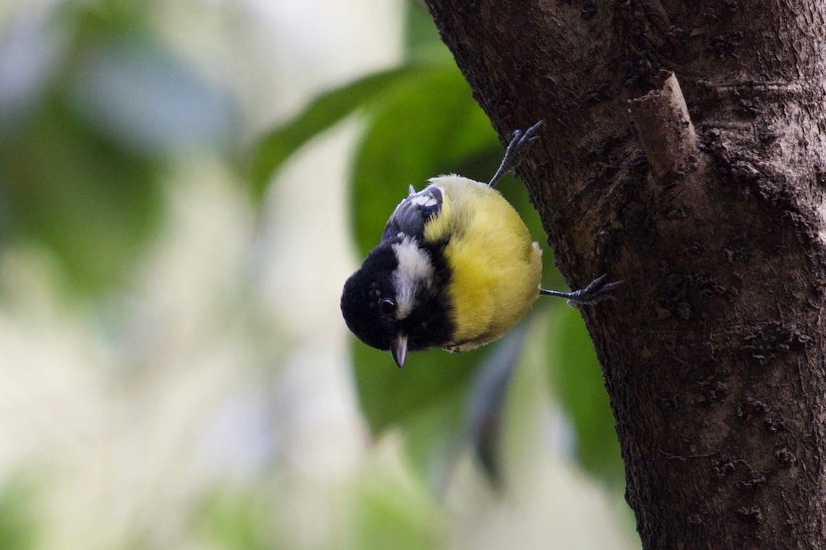 Yellow-bellied Tit - ML84312281