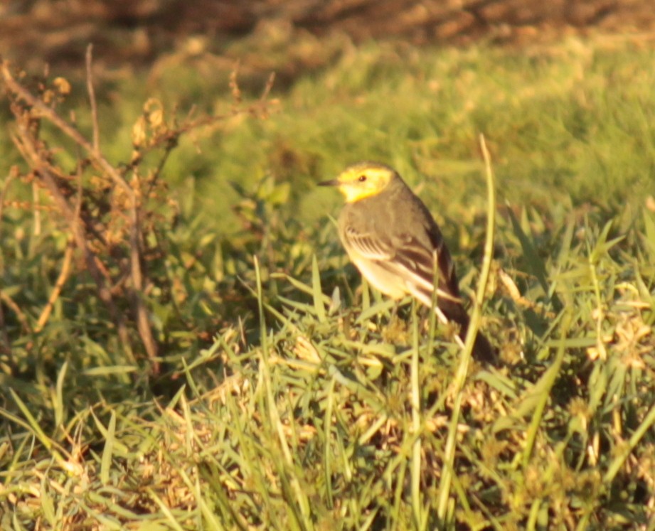 Citrine Wagtail - ML84312481
